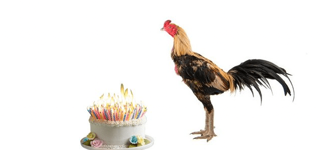 A header image to lead off the article, depicting a rooster staring at a birthday cake with too many candles
